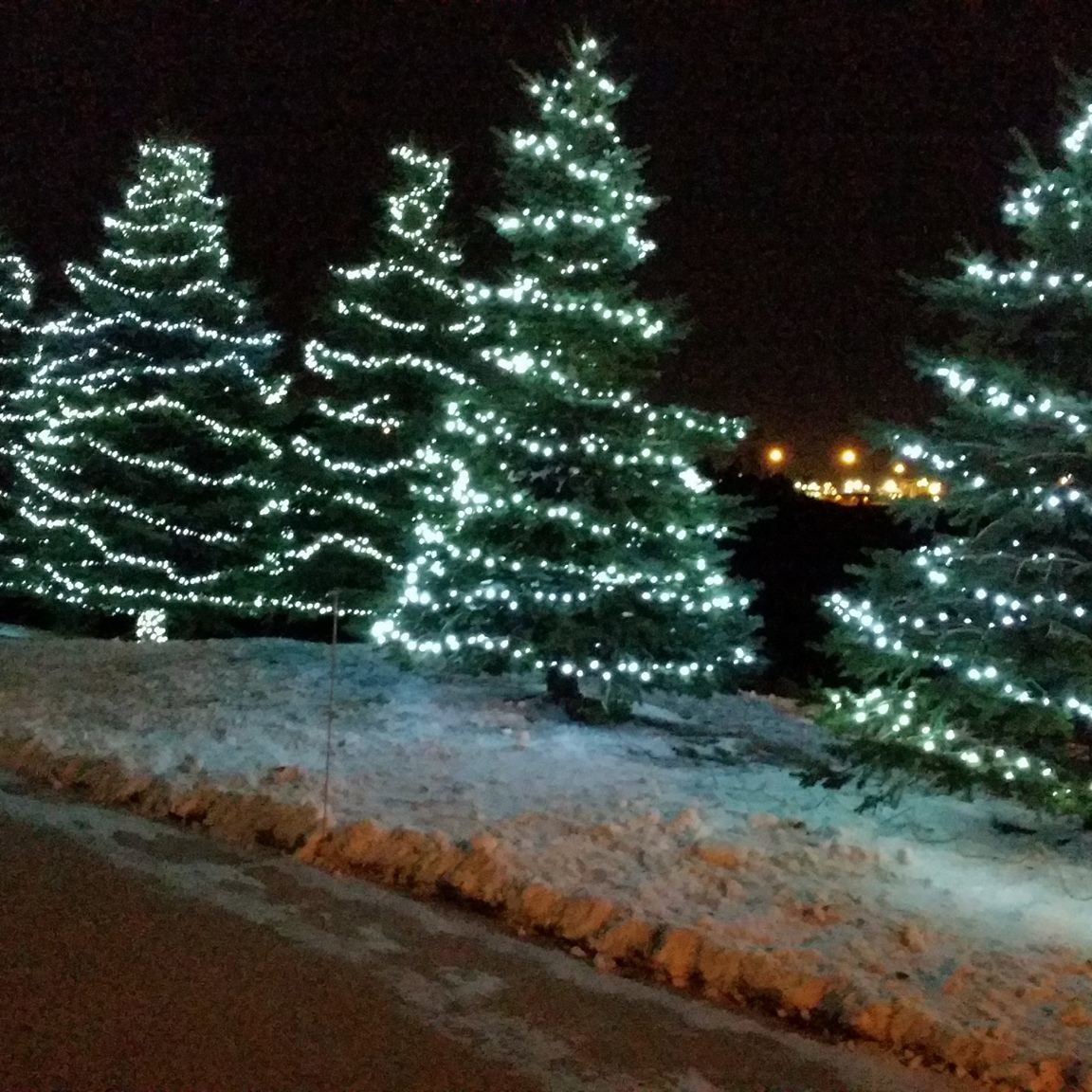Trees with Christmas lights