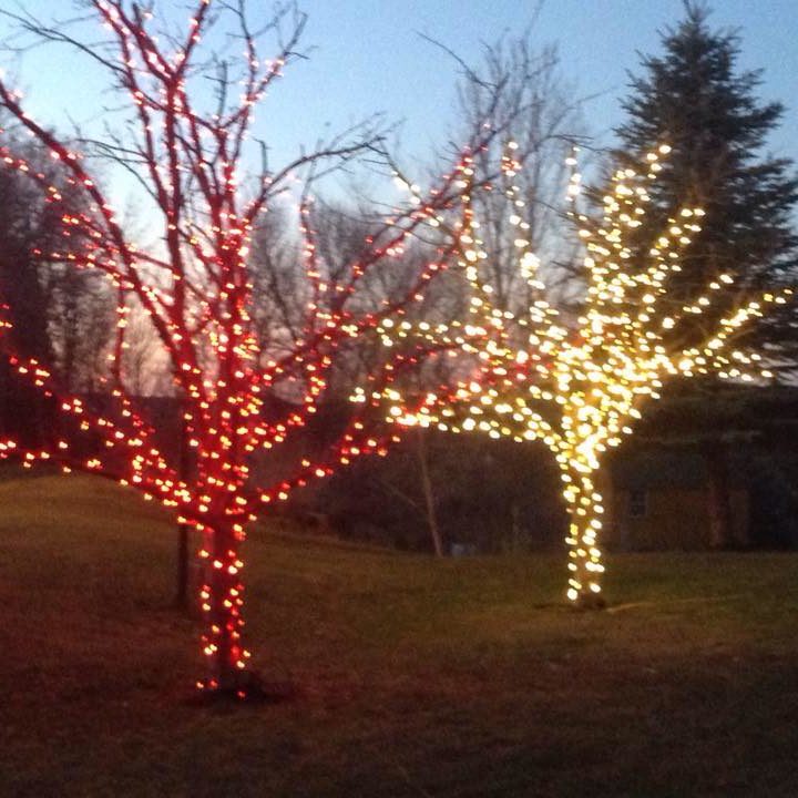 Trees with Christmas lighting